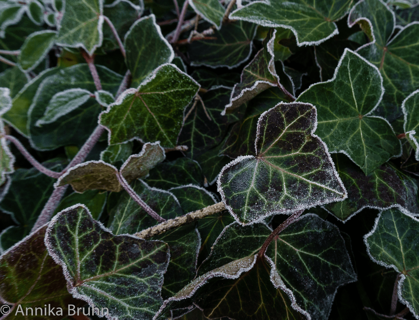 Efeu im Frost